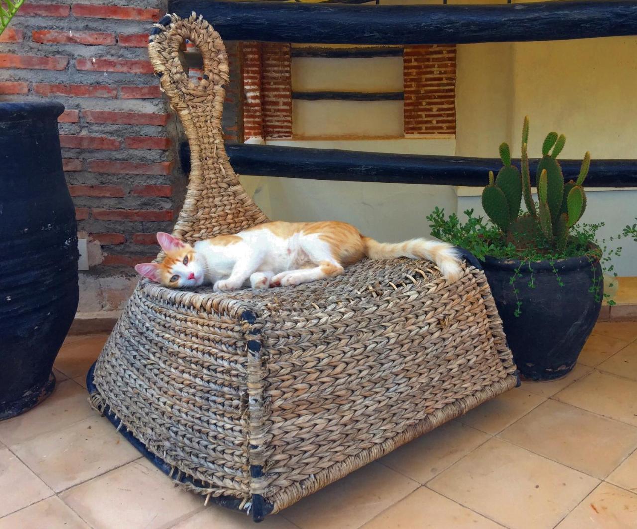 Riad Nejma Lounge มาร์ราเกช ภายนอก รูปภาพ
